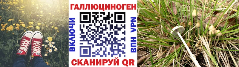 где купить наркоту Еманжелинск Псилоцибиновые грибы Psilocybine cubensis